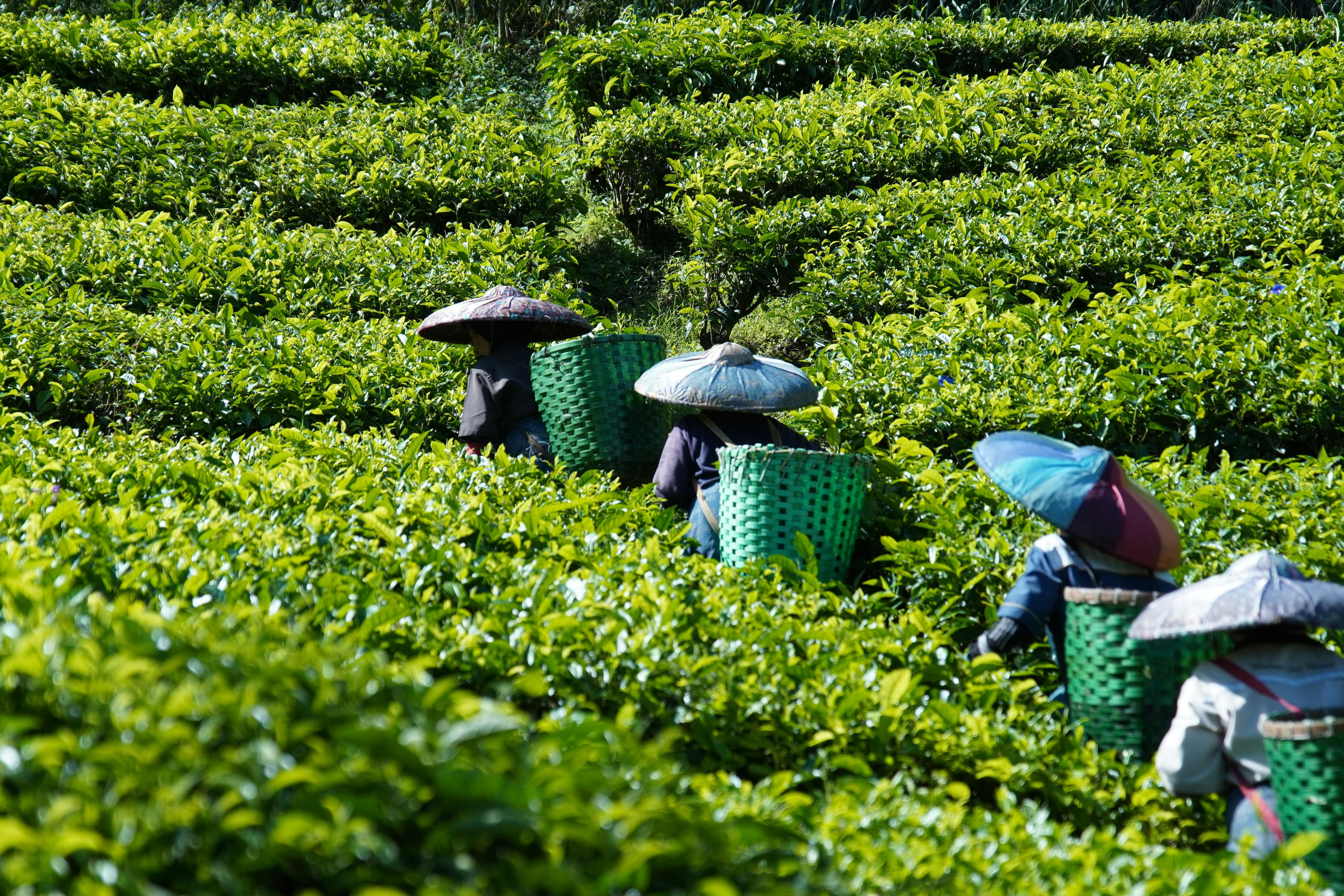 Agriculture
