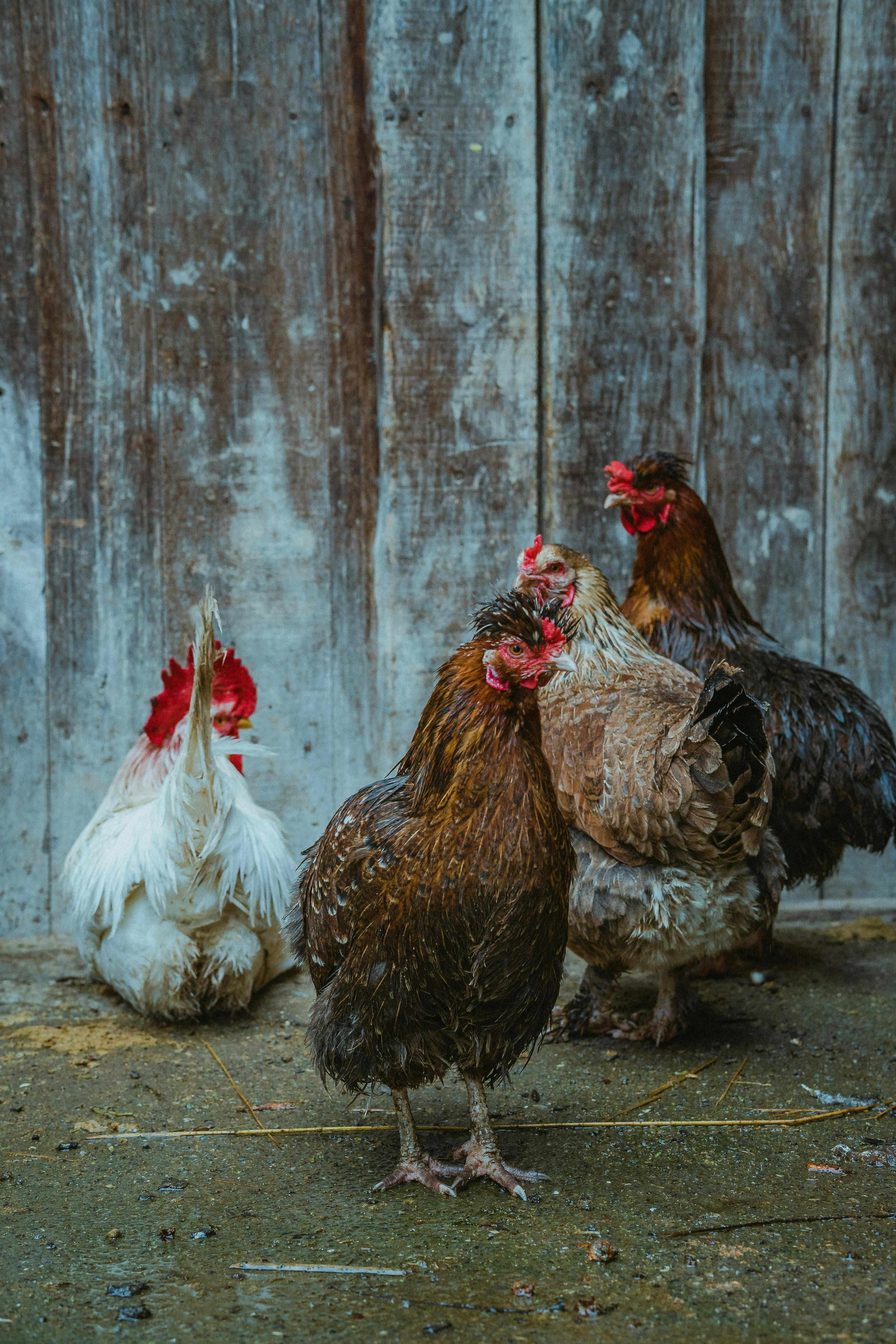 Meat & Poultry